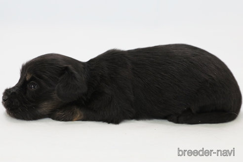 成約済の神奈川県のマルックス:マルチーズ×ミニチュアダックスフンド-300288の4枚目